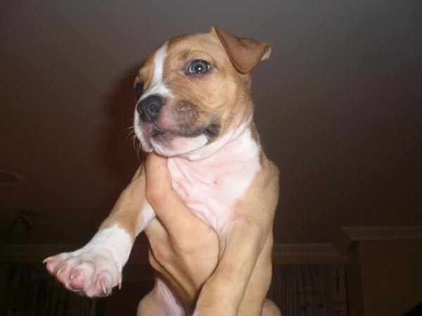 American Staffordshire Terrier