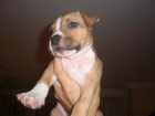 American Staffordshire Terrier - mejor precio | unprecio.es