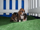 Basset hound, cachorros a muy buen precio - mejor precio | unprecio.es