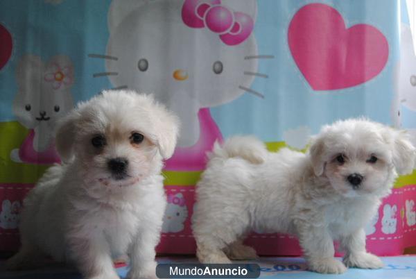 BICHON MALTES  LINEA AMERICANA, LOE 450€