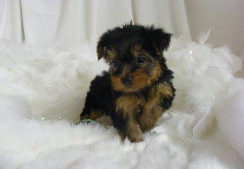 Mini yorkshire terrier yorkie con pedigree