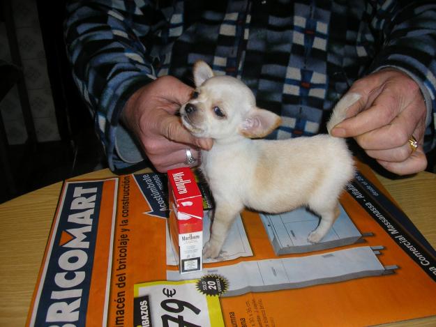 tengo cachorros de chihuahua ambos sexos de pelo corto superminiaturas