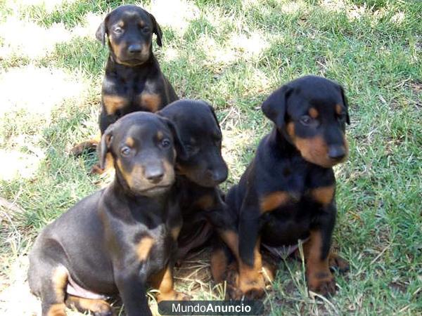 VENDO CACHORROS DOBERMAN