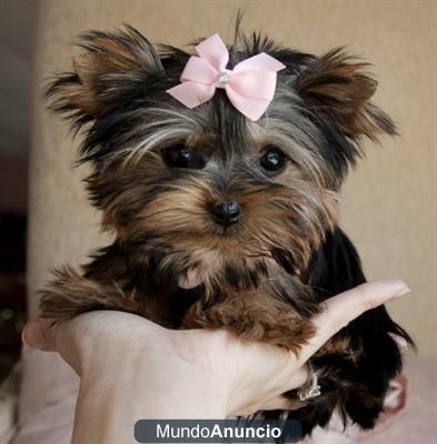 yorkshire terrier cachorros para la adopción...