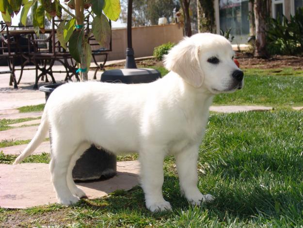 Cariñosos y super juguetones caschorros golden retriever