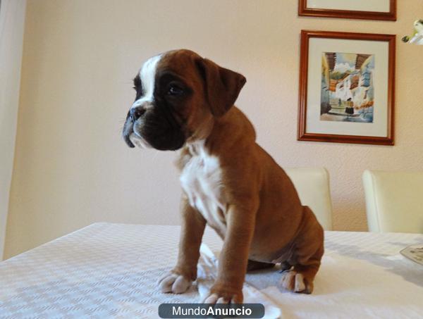 ☼ BOXER PRECIOSA HEMBRA DORADA