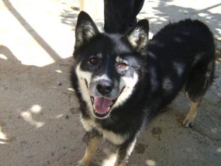 Ahinù x de husky muy cariñosa ha sido devuelta a nuestro refugio