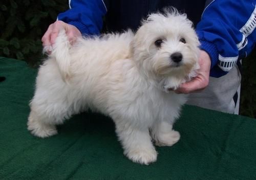 BICHON HABANERO