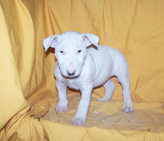 BULL TERRIER - CACHORROS DE COLOR BLANCO DE GRAN MORFOLOGIA