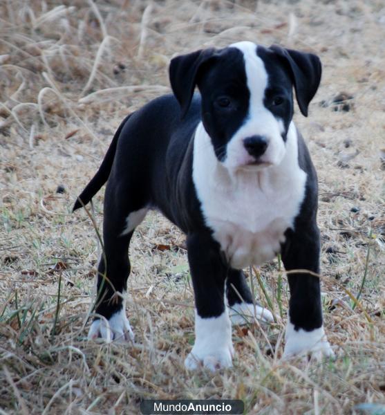 Cachorros de American