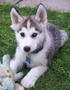 HUSKY SIBERIANO CACHORROS CON DOS MESES DE EDAD