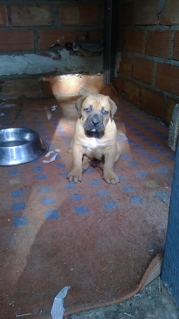 Macho dogo canario x american