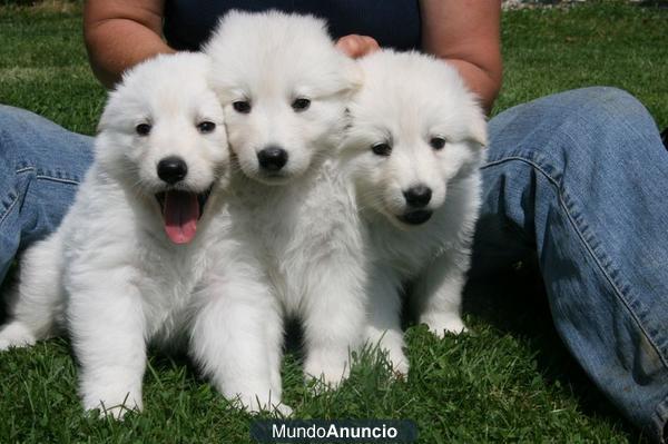 Preciosos Cachorros Pastor Blanco Suizo