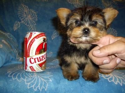 preciosos yorkshire terrier enano por 400 euros pura raza