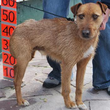 Thor, mestizo de terrier en adopcion