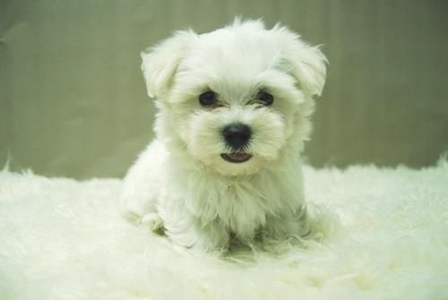 vendo bichon maltes 350 euros malaga