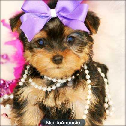 Taza de té elegante Toy Yorkies.