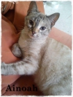 Ainoah, preciosa gatita en adopción - mejor precio | unprecio.es