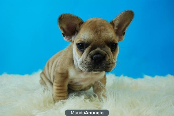 Bulldog frances, fawn, negros, excelente calidad, dos meses