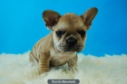 Bulldog frances, fawn, negros, excelente calidad, dos meses - mejor precio | unprecio.es