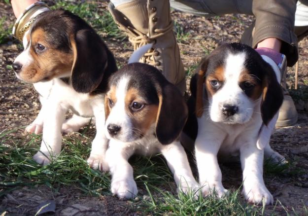 Cachorros Beagle 250€