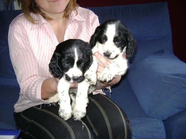 Cachorros de Cocker negros y blancos