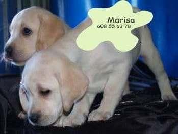 Cachorros de Labrador,los vendo a buen precio