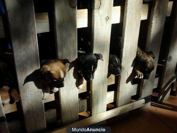 CACHORROS DE LABRADOR/PASTOR ALEMAN