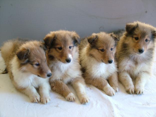 Cachorros de rough collie con pedigree loe