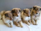 Cachorros de rough collie con pedigree loe - mejor precio | unprecio.es