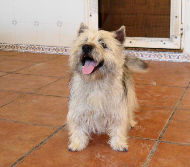 CAIRN TERRIER CACHORROS