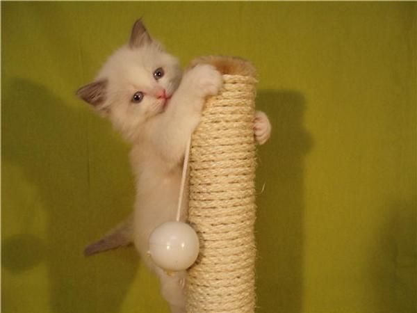 Gatos Ragdoll impresionantes