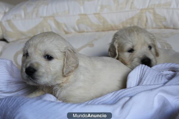 golden retriever de zoagolden cachorros disponibles