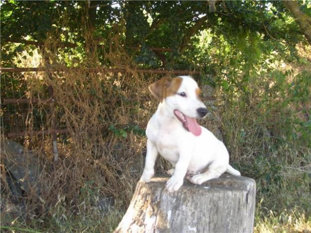 PRECIOSA CAMADA DE JACK RUSSELL