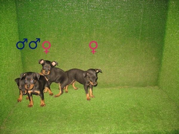 Preciosos Cachorros Pinscher mini 320