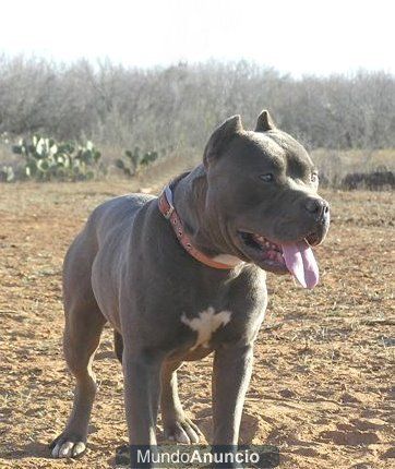 regalo pitbull torremolinos