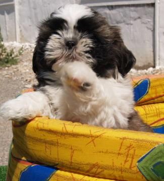 Shih-tzu, espectaculares cachorros