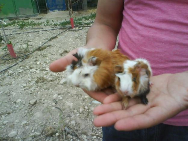 vendo cobayas abisinas  y de pelo corto