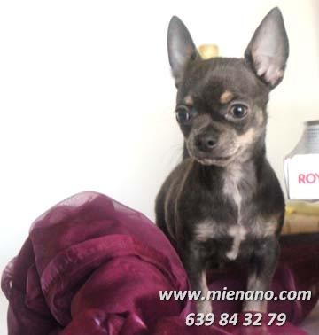 VENTA CHIHUAHUAS ENANOS DE PATITA CORTA Y CABEZA DE MANZANA(viernes, 04 de may)