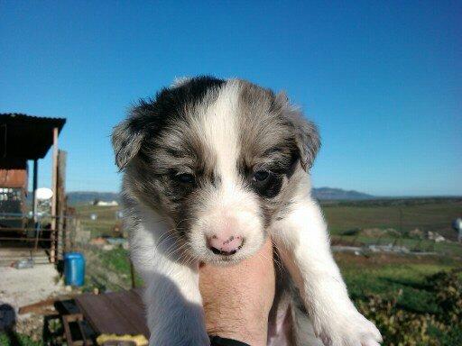 border collie!!! unicos!!!