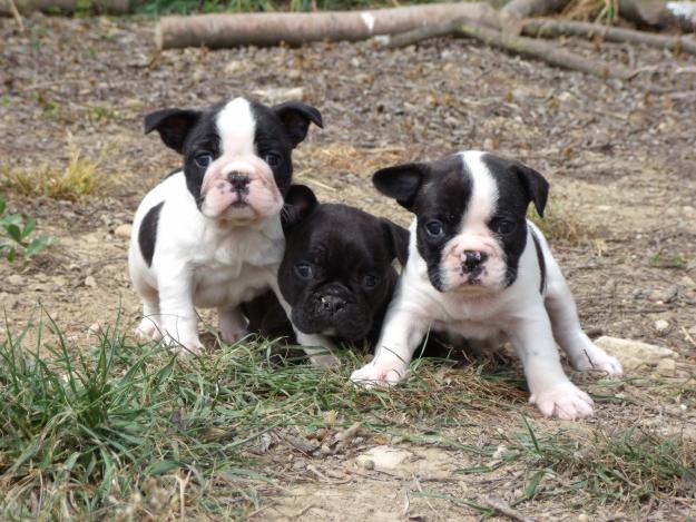 cachorros bulldog frances 350€