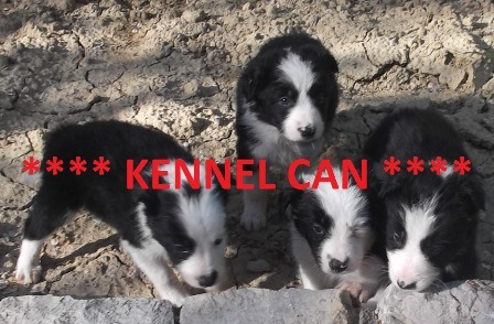 Cachorros de Border Collie