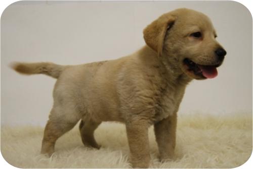 Cachorros de Labrador