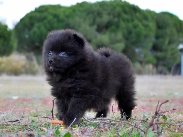 Cachorros de Pomerania Para entregarse