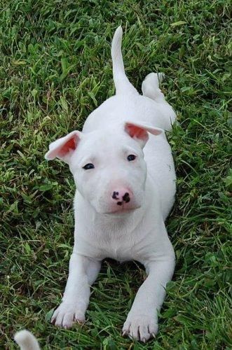 ella es el hogar de raza / planteado y están bien socializados bull terrier