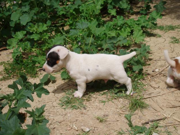 Jack Russell Terrier, criadero especializado.