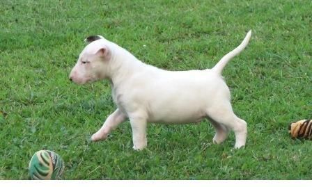 Se regala bull terrier blanca con 15 meses