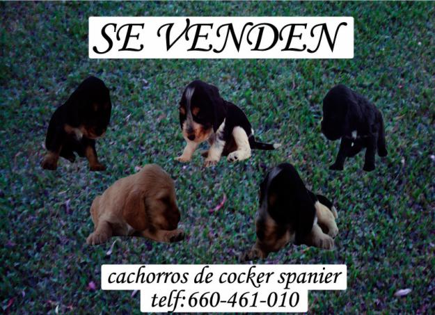 SE VENDEN CACHORROS DE COCKER SPANIER