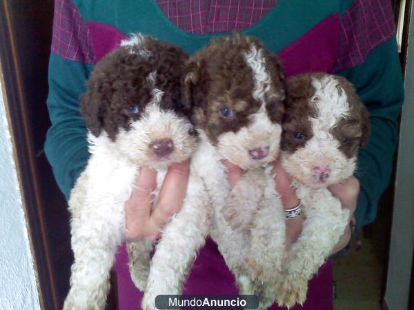 vendo cachorros de perros de agua..