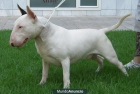 CACHORRO BULL TERRIER NACERAN PARA EL 18 DE ABRIL - mejor precio | unprecio.es